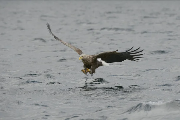 Caza de águila — Foto de Stock