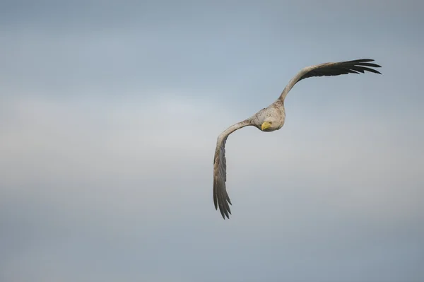 Chasse à l'aigle de mer — Photo