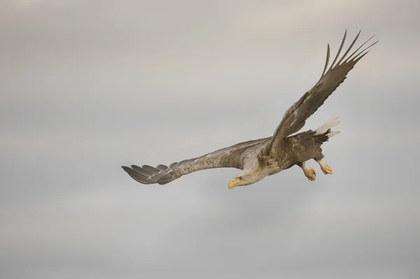 Eagle Gliding and Turning — Stock Photo, Image