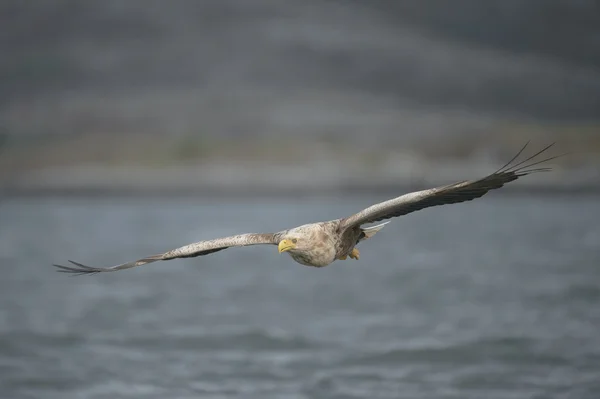 Aquila deltaplano — Foto Stock