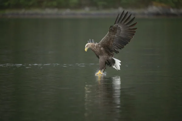 Águila captura presa — Foto de Stock