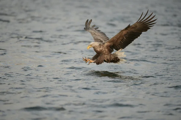 Hunting Sea Eagle — Stock Photo, Image