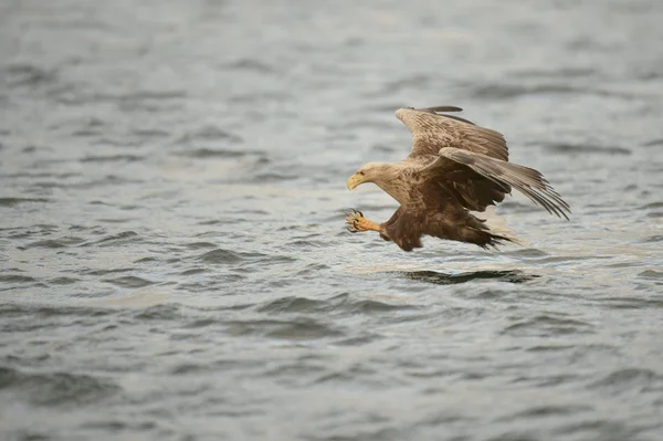 Caza águila marina — Foto de Stock