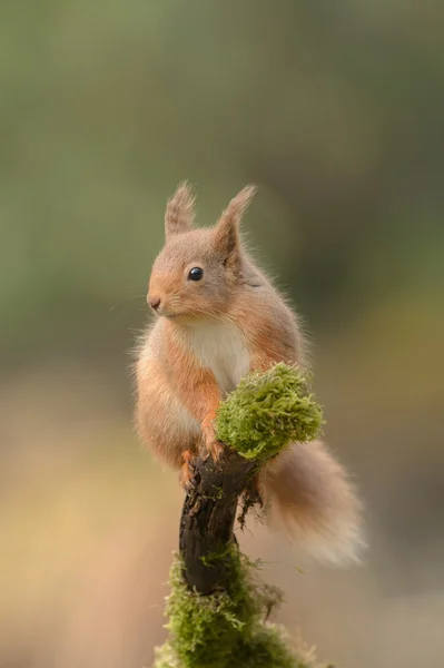 Esquilo vermelho sentado em um ramo. — Fotografia de Stock