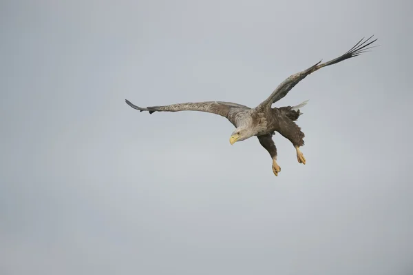 Bir dalış av eagle — Stok fotoğraf
