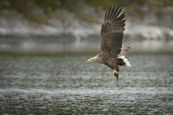 Catch ile avcılık kartal. — Stok fotoğraf