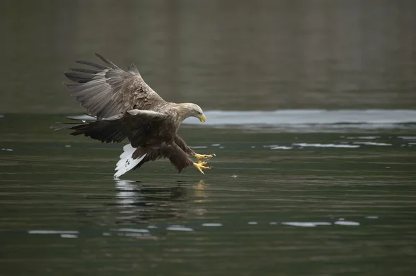Eagle Hunting — Stock Photo, Image