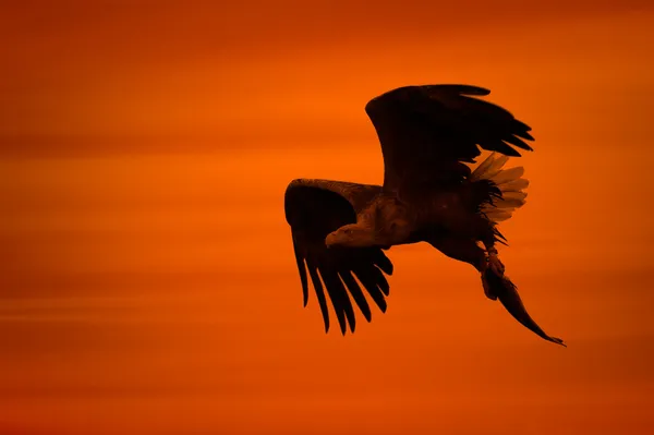 Eagle siluett — Stockfoto