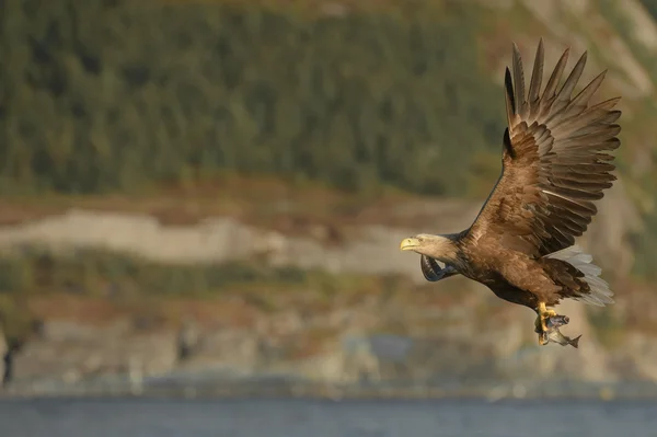 Águila en vuelo —  Fotos de Stock