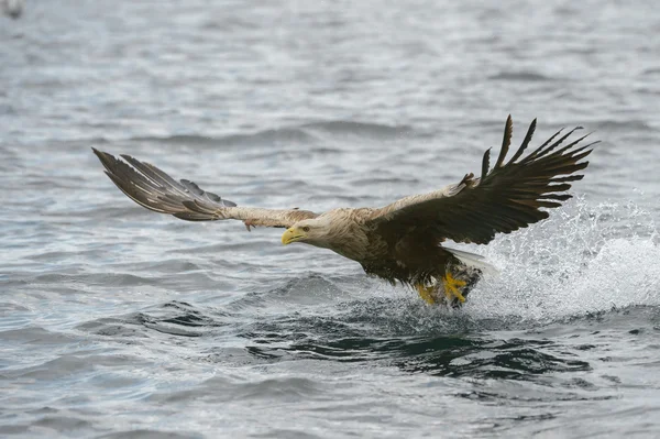 White-tailed Eagle — Stock Photo, Image