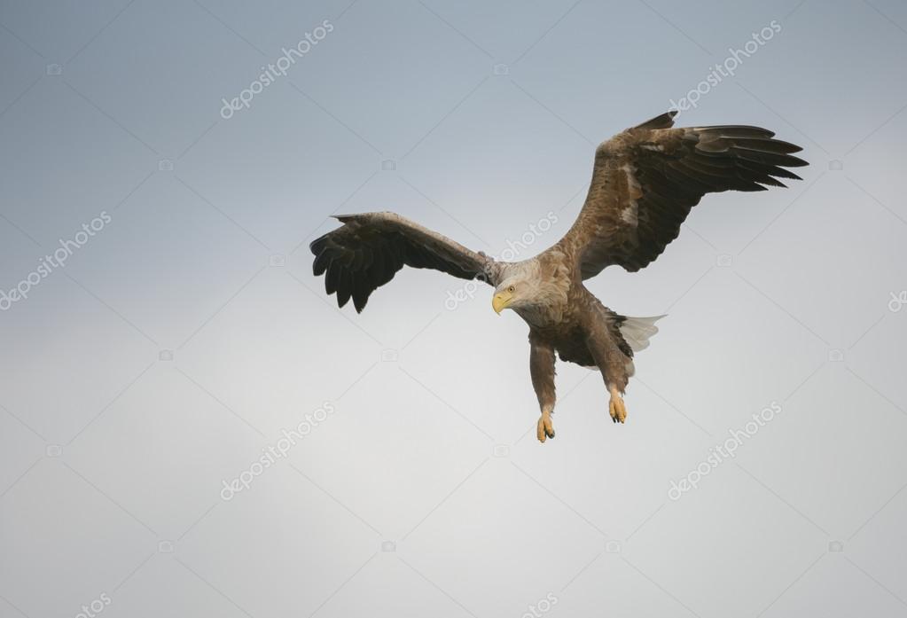 Adler Im Sturzflug Adler Im Sturzflug