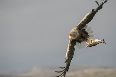 Ak kuyruklu kartal catch.