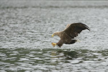 kartal avı