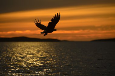kartal siluet