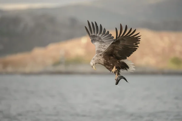 Aquila cacciatrice — Foto Stock