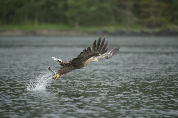 White-tailed Eagle — Stock Photo, Image