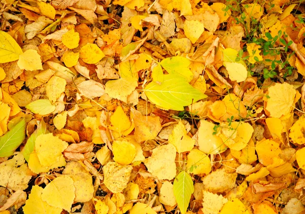 Sfondo colorato di foglie cadute autunno — Foto Stock