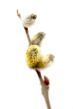 kedicikler Willow'la dal