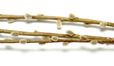 kedicikler Willow'la twigs