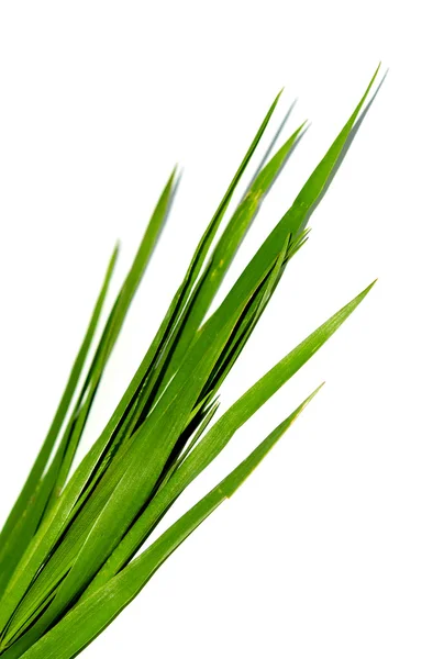 bir çim yeşil sapı
