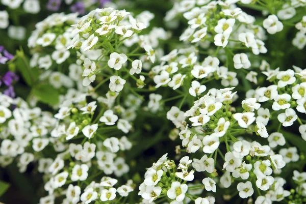 Alissum (Alyssum ) — стокове фото