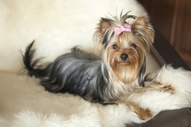 Yorkie geyik deri üzerinde