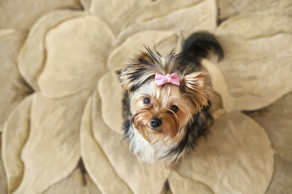 Yorkie on beige background — Stockfoto