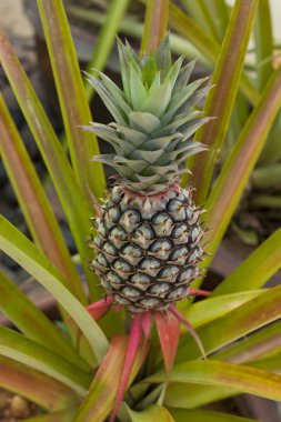 Ananas Meyve çiftlik büyüyen