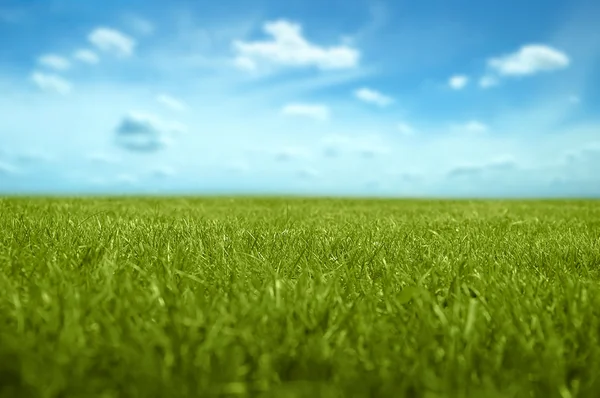 Gräs med blå himmel i bakgrunden. kort räckvidd fokus längd. — Stockfoto
