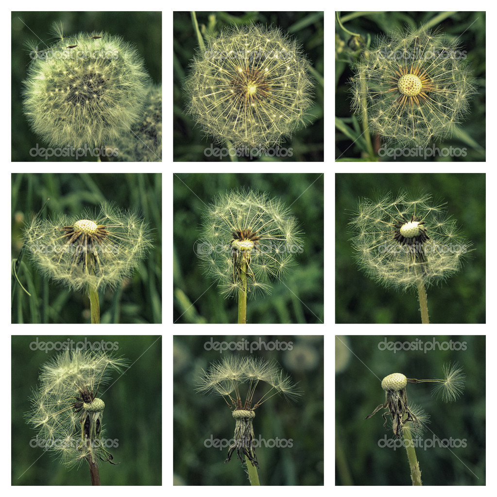 Dandelion in the garden