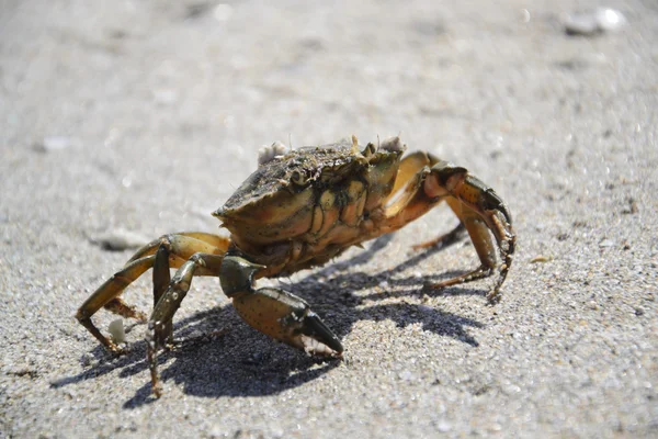 螃蟹的黑海海滩上 — 图库照片