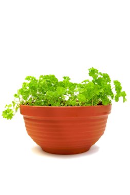 pot maydanoz