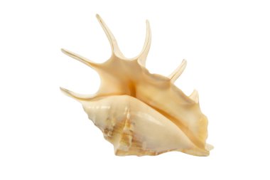 Karadeniz - rapana Cockleshell