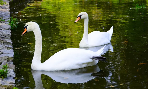 Due cigni bianchi galleggiano sull'acqua nel parco — Foto Stock