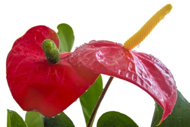 Anthurium (büyük kırmızı çiçek)