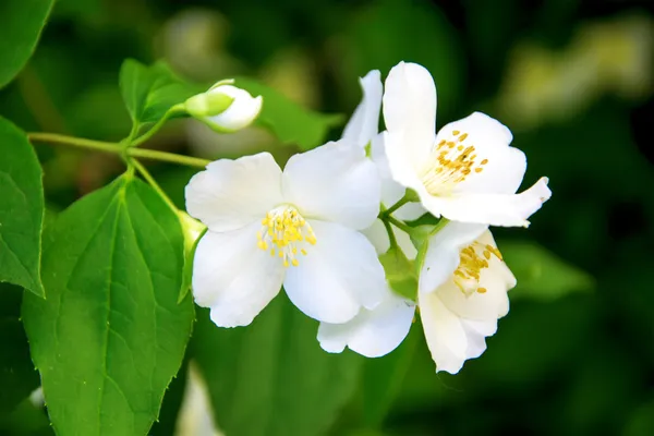 Jasmim (pequena flor branca ) — Fotografia de Stock