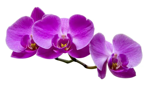 Lilla orkid på hvitt – stockfoto