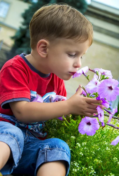 Cute baby boy smelling petunia flower — Stock Photo, Image