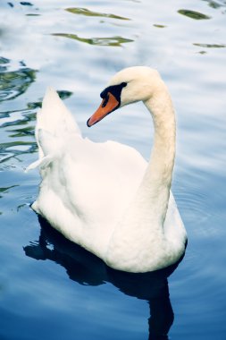 su üzerinde MUTE swan