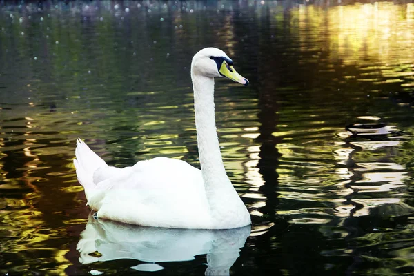 Knobbelzwaan op water — Stockfoto