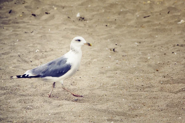 Gaivota na praia — Fotografia de Stock