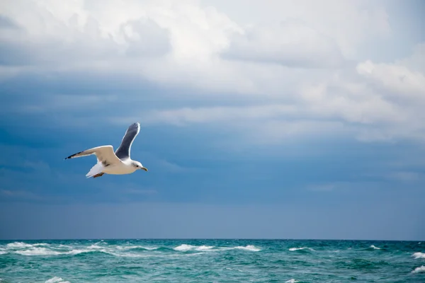 海鸥前面的天空 — 图库照片