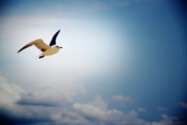 Seagull framsidan av himlen — Stockfoto