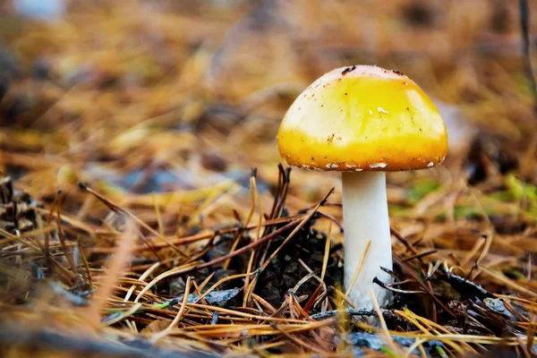 Close up de Amanita Cogumelos — Fotografia de Stock