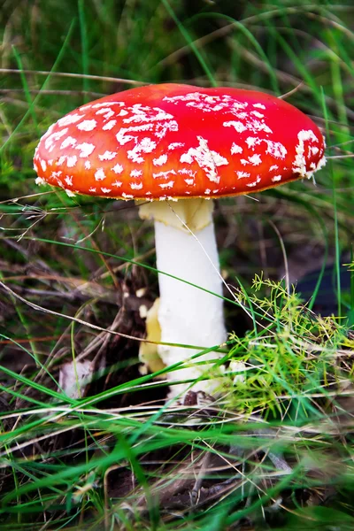 Amanita muscaria na grama — Fotografia de Stock