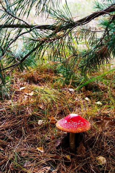 Cogumelo vermelho em umas agulhas de pinheiro — Fotografia de Stock