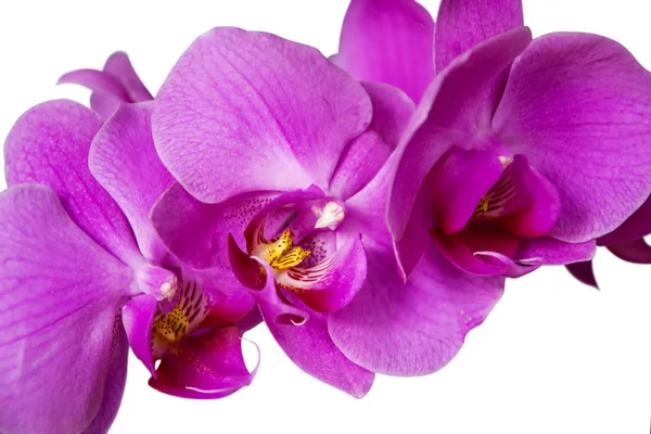 Purpurowa orchidea na biały — Zdjęcie stockowe