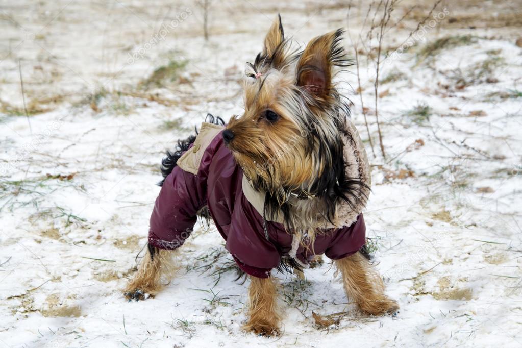 Little yorkshire terrier dog in jacket looking around while walking in the winter