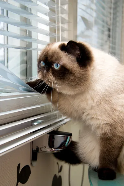 Gato mirando hacia fuera a través de persianas de ventana — Foto de Stock