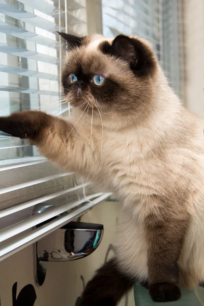 Kot patrzenia na zewnątrz przez okno żaluzje — Zdjęcie stockowe
